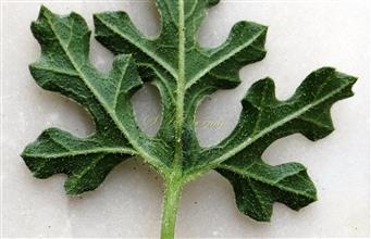  Leaf-Abaxial view